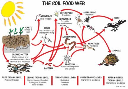 SLTEC Soil Food Web Diagram | Olde Ripton Garden Club